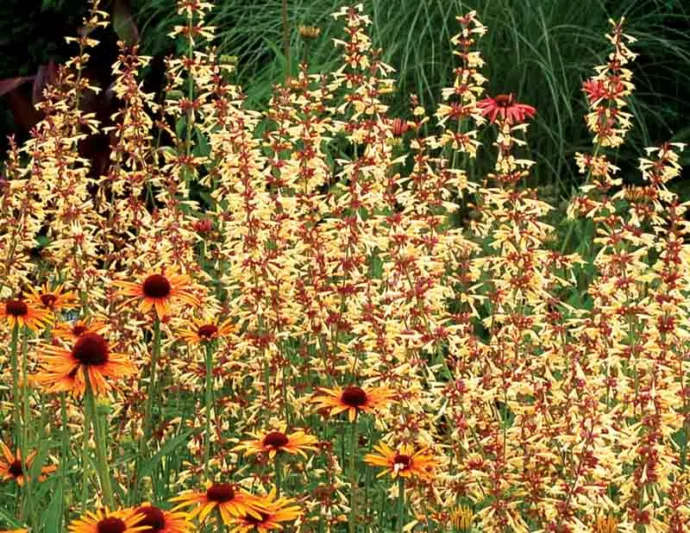 Agastache 'Summer Glow', Giant Hyssop 'Summer Glow', Hummingbird Mint 'Summer Glow', Yellow Agastache, Yellow Hummingbird Plant, Hummingbird Flowers
