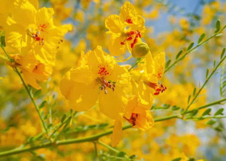Parkinsonia florida, Blue Paloverde, Cercidium floridum, Cercidium floridum ssp. floridum, Desert Trees, Yellow Flowers