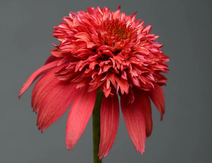 Echinacea Double Scoop Cranberry, Double Scoop Cranberry Echinacea, Coneflower Double Scoop Cranberry, Echinacea 'Balscanery', Double Scoop Series, Red coneflower, Red coneflowers, Rede Echinacea, Red Flowers, Red Perennials
