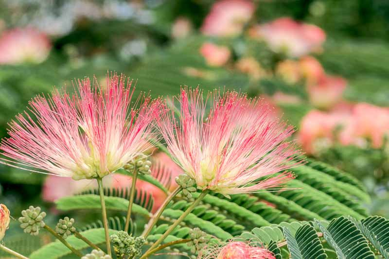 Albizia julibrissin, Silk Tree, Mimosa, Bastard Tamarind, Nemu Tree, Acacia julibrissin, deciduous shrub, pink flowers, fragrant shrub