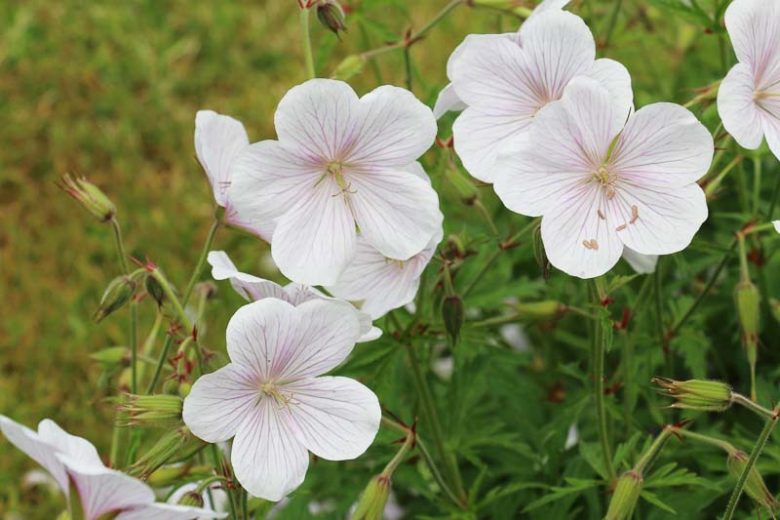 Geranium Pratense 'Mrs Kendall Clark', Meadow Cranesbill 'Mrs Kendall Clark', Meadow Cranesbill,'Hardy Geranium 'Mrs Kendall Clark', Blue Geranium, Best geraniums, Best groundcovers