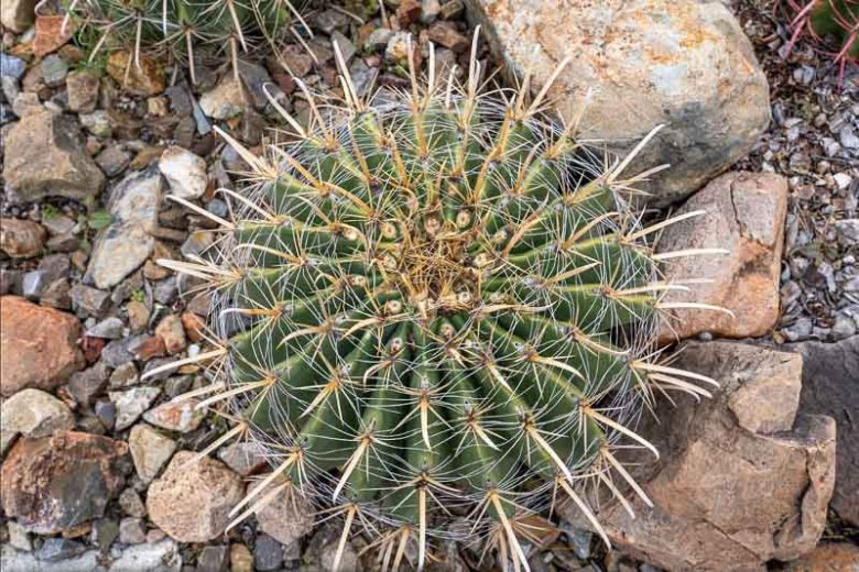 Ferocactus wislizenii, Candy Barrel, Candy Barrel Cactus, Fishhook Barrel Cactus, Southwestern Barrel Cactus, Echinocactus wislizeni