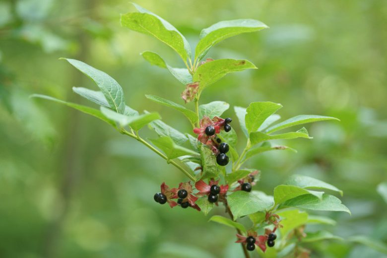 Lonicera involucrata, Honeysuckle