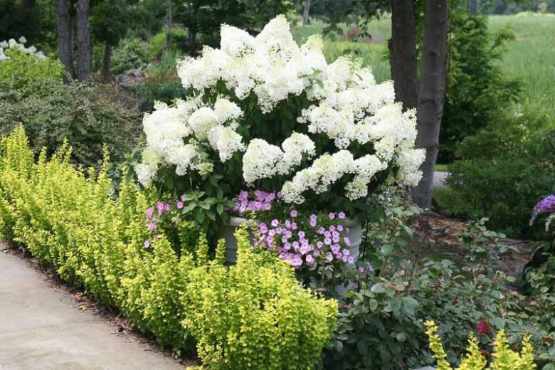 Hydrangea Paniculata Bobo, Bobo Hydrangea, Hydrangea Bobo, Panicle Hydrangea Bobo, Paniculate Hydrangea Bobo, Hydrangea paniculata 'Ilvobo',  Pink Hydrangea, White Hydrangea