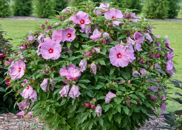 Hibiscus 'Lilac Crush', Rose Mallow 'Lilac Crush', Shrub Althea 'Lilac Crush', Summerific Collection, Flowering Shrub, Lilac flowers, Lilac Hibiscus