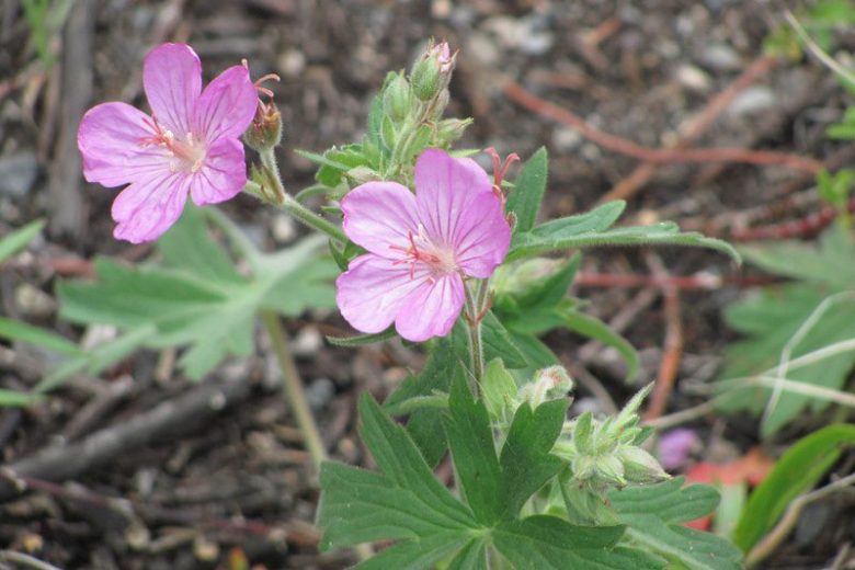 Geranium viscosissimum, Sticky Purple Geranium, Sticky Wild Geranium, Hardy Geraniums, Purple Geranium, Purple Cranesbill
