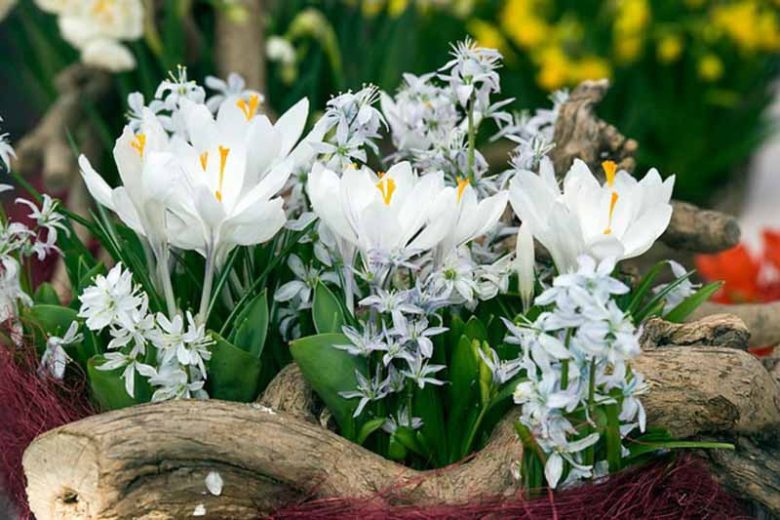 Squill Tubergiana 'Tubergeniana',Scilla Mischtschenkoana 'Tubergeniana', Spring Bulbs, Early Scilla 'Tubergeniana', White Squill 'Tubergeniana'