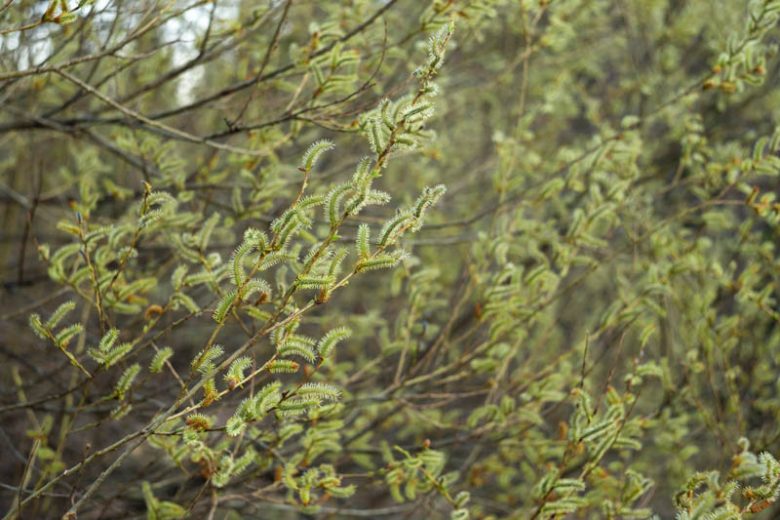 Salix purpurea, Purple Willow, Purple Osier, Bitter Willow, Basket Willow, Salix purpurea 'Helix', Deciduous Shrubs