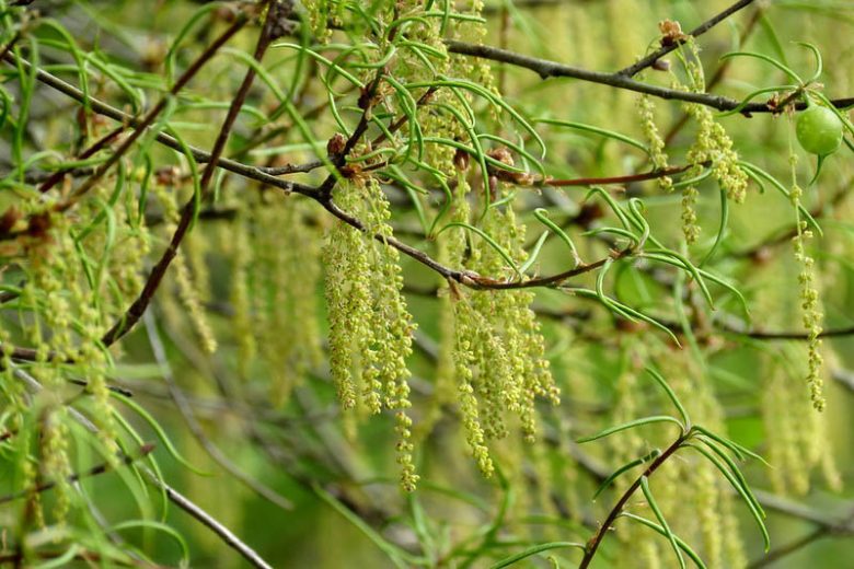 Quercus phellos, Willow Oak, Swamp Willow Oak, Pin Oak, Peach Oak Tree with fall color, Fall color, Attractive bark Tree
