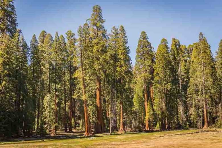Sequoiadendron giganteum, Giant Redwood, Big Tree, Wellingtonia, Giant Sequoia, Mammoth Tree, Sierra Redwood, Washingtonia, Evergreen Conifer, Attractive bark Tree