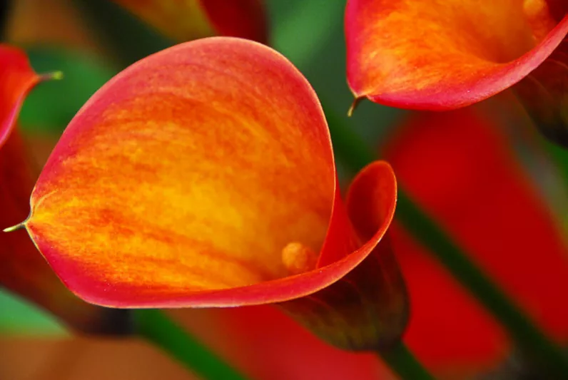 Zantedeschia 'Captain Safari', Calla Lily 'Captain Safari' , Arum Lily 'Captain Safari', Calla Lilies, Arum Lilies, Zantedeschia care, orange calla lilies, peach calla lilies