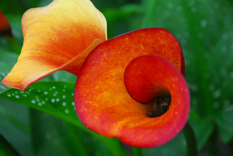 Zantedeschia 'Flame', Calla Lily 'Flame', Arum Lily 'Flame', Calla Lilies, Arum Lilies, Zantedeschia care, orange calla lilies, peach calla lilies