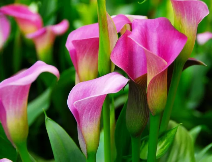Zantedeschia Rubylite Rose, Calla Lily Rubylite Rose, Arum Lily Rubylite Rose, Calla Lilies, Arum Lilies, Zantedeschia care, pink calla lilies, purple calla lilies