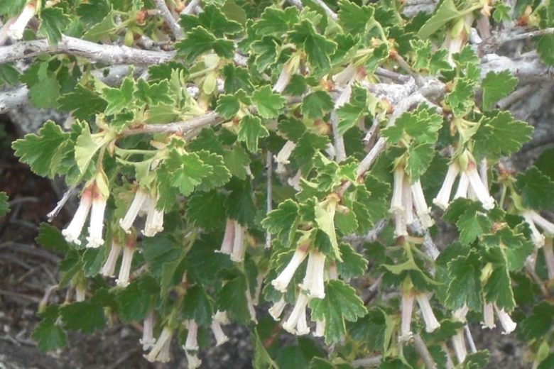 Ribes cereum, Wax Currant, White Squaw Currant, Western Red Currant, Shrub with fall color, fall color, shrub with berries
