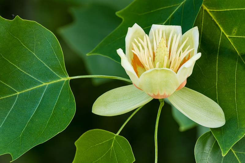Liriodendron, Tulip Tree, Canary Whitewood, Canoewood, Tulip Poplar, Western Poplar, Whitewood, Yellow Poplar, Liriodendron tulipifera, Liriodendron chinense