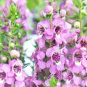 Angelonia, angelonia plant, angelonia flower, angelonia angustifolia, summer snapdragon, angelonia care