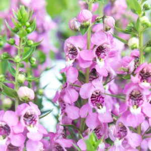 Angelonia, angelonia plant, angelonia flower, angelonia angustifolia, summer snapdragon, angelonia care