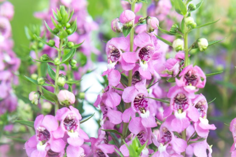 Angelonia, angelonia plant, angelonia flower, angelonia angustifolia, summer snapdragon, angelonia care