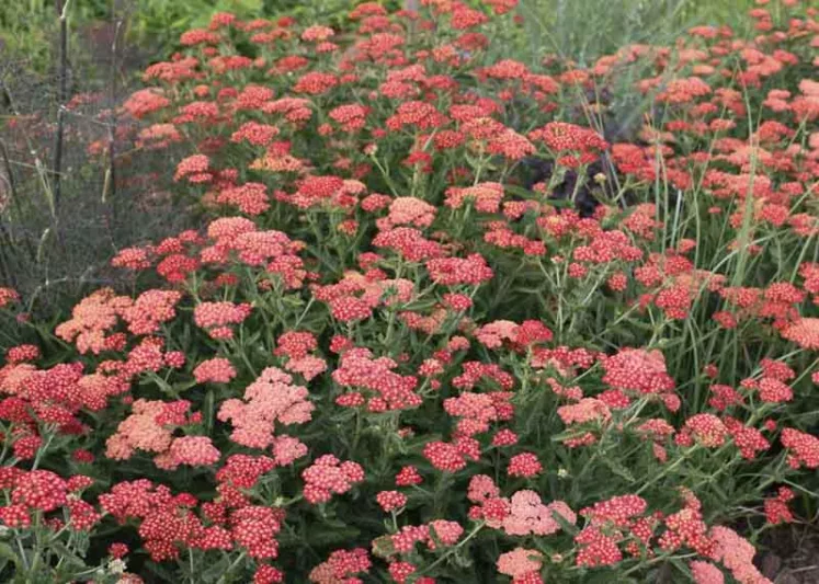 Achillea Millefolium 'Sassy Summer Sangria', Achillea 'Sassy Summer Sangria', 'Sassy Summer Sangria' Yarrow, Red Yarrow, Red Milfoil, Red flowers, Drought Tolerant flowers