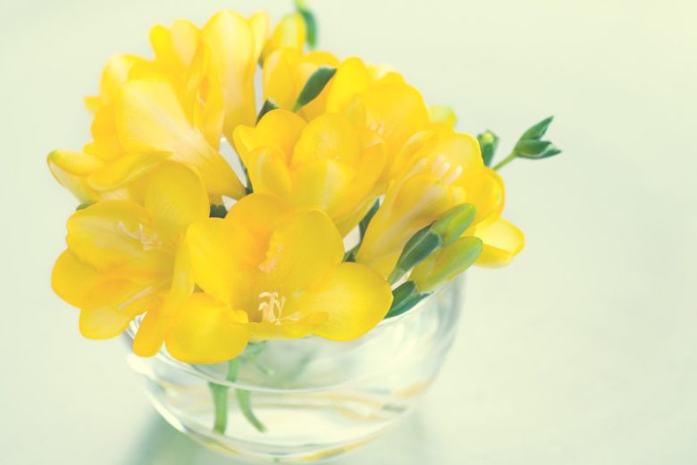 Freesia Single Yellow, Double Freesia, Yellow Freesia, Yellow Flowers, Freesia planting information, planting freesias, planting freesia, how to grow freesia, how to grow freesias, how to care for freesia