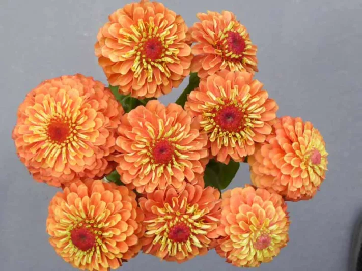 Zinnia 'Queeny Lime Orange', Zinnia Elegans 'Queeny Lime Orange', Queeny Lime Orange Zinnia, Orange Zinnia, Orange Flowers