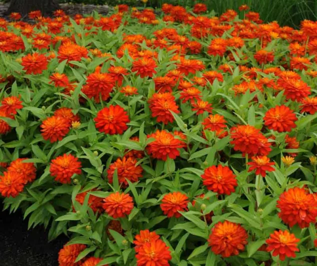 Zinnia marylandica 'Double Zahara Fire', Zinnia 'Double Zahara Fire', Double Zahara Series, Orange Zinnia, Orange Double Zinnia