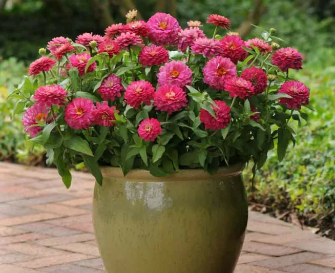 Zinnia marylandica 'Double Zahara Strawberry', Zinnia 'Double Zahara Strawberry', Double Zahara Series, Pink Zinnia, Pink Double Zinnia