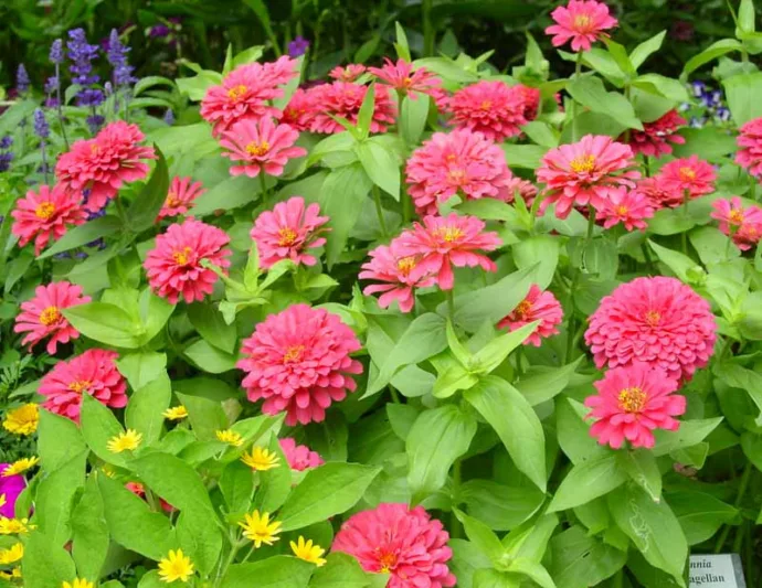 Zinnia elegans 'Magellan Coral', Zinnia 'Magellan Coral', Magellan Series, Orange Zinnia, Orange Double Zinnia, Pink  Zinnia, Pink Double Zinnia, Coral Zinnia, Coral Double Zinnia