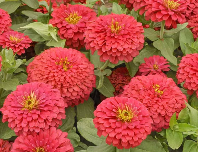 Zinnia elegans 'Magellan Coral', Zinnia 'Magellan Coral', Magellan Series, Orange Zinnia, Orange Double Zinnia, Pink  Zinnia, Pink Double Zinnia, Coral Zinnia, Coral Double Zinnia