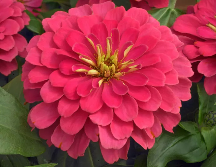 Zinnia elegans 'Magellan Coral', Zinnia 'Magellan Coral', Magellan Series, Orange Zinnia, Orange Double Zinnia, Pink  Zinnia, Pink Double Zinnia, Coral Zinnia, Coral Double Zinnia