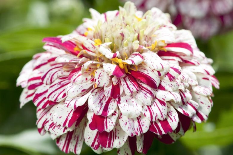 Zinnia 'Queeny Lime Orange', Zinnia Elegans 'Queeny Lime Orange', Queeny Lime Orange Zinnia, Orange Zinnia, Orange Flowers