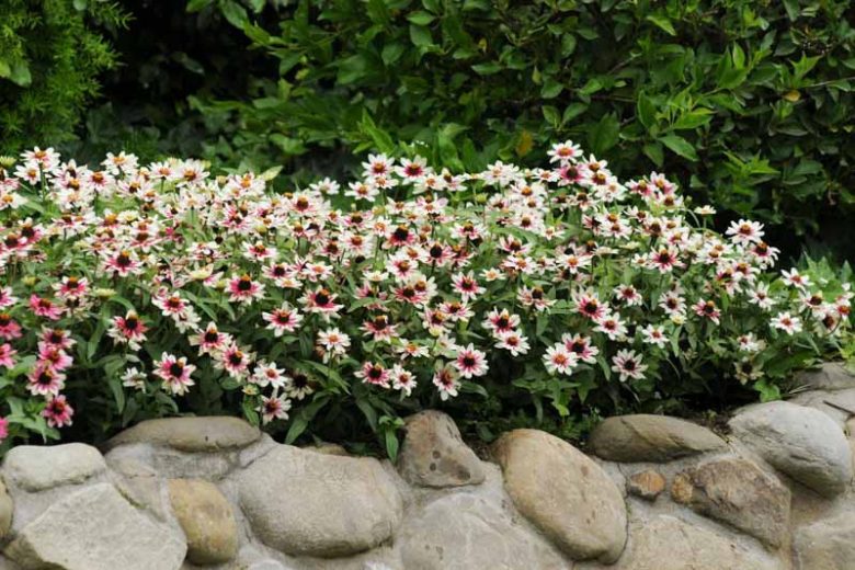 Zinnia marylandica 'Zahara Starlight Rose', Zinnia 'Zahara Starlight Rose', Bicolor Zinnia, Pink Zinnia, White Zinnia