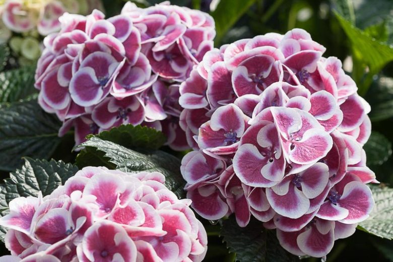 Hydrangea Macrophylla Cityline® Mars, Cityline® Mars Hydrangea, Bigleaf Hydrangea Cityline® Mars, Mophead Hydrangea Mars® Paris, Blue hydrangea, Pink Hydrangea, Purple Hydrangea