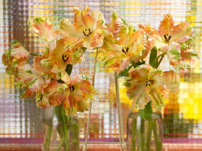 Tulipa 'Professor Rontgen', Tulip 'Professor Rontgen', Parrot Tulip 'Professor Rontgen', Parrot Tulips, Spring Bulbs, Spring Flowers, Tulipe Professor Rontgen, Parrot Tulip, Apricot Tulip, Orange Tulip, Tulipe perroquet