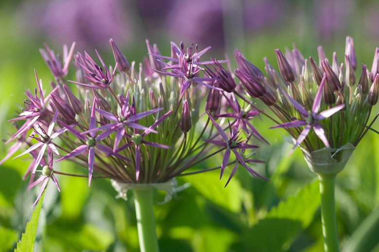 Allium Cristophii, Allium Christophii, Star of Persia, Allium Albopilosum, Ornamental Onion, Spring Bulbs, Spring Flowers , Purple Onions, Late Spring Bloom, Early Summer Bloom,