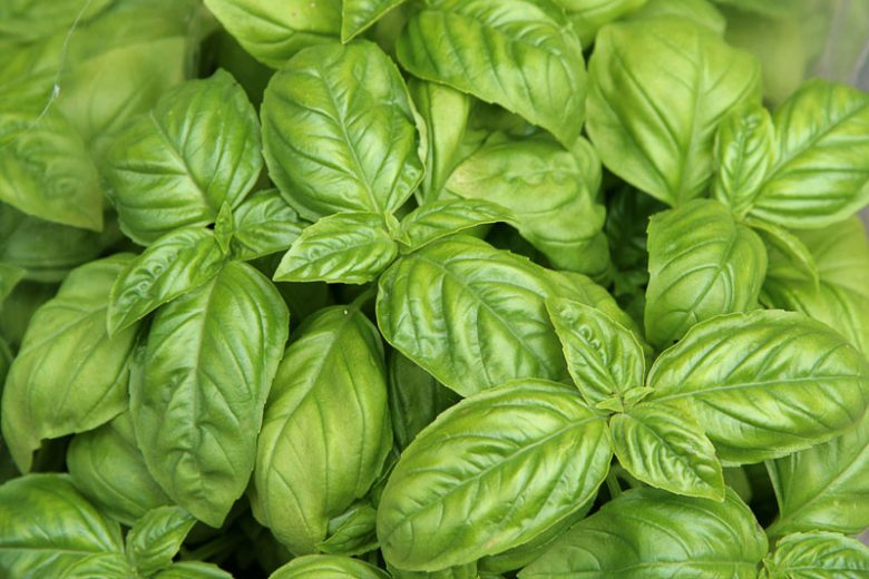 Ocimum basilicum, Sweet Basil, Common Basil, Greek Royal, Kiss-Me-Nicholas, Lemon Basil