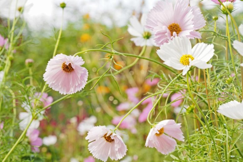 Cosmos Bipinnatus 'Cupcakes Blush', Mexican Aster Cupcakes Blush, Pink Cosmos, Cupcakes Series
