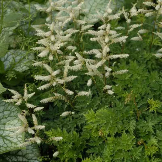 Aruncus aethusifolius, Dwarf Goat's Beard, Aruncus dioicus var. aethusifolius, Astilbe aethusifolius, White Flowers, Shade Plant, Plants for Shade, Plants for wet soils