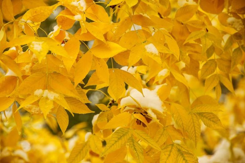 Fraxinus pennsylvanica, Green Ash, American Ash, Canadian Ash, Red American Ash, Red Ash, White Ash, Deciduous Tree, Fall Color