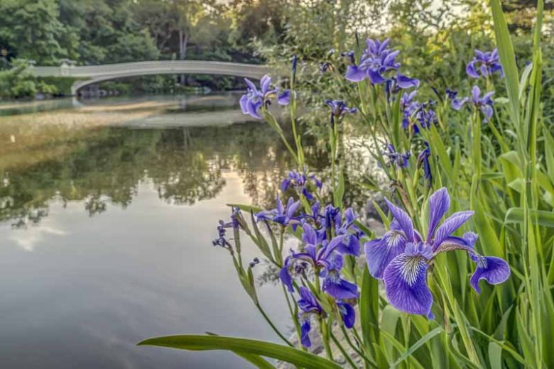Iris versicolor, Blue Flag, Boston Iris, Liver Lily, North American Blue Flag, Purple Iris, Snake Lily, Wild Iris, Iris for Ponds, Perennial for wet soil, Perennial for poorly drained soils, Purple Flowers