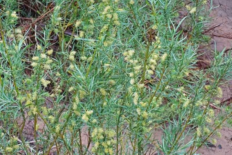 Salix exigua