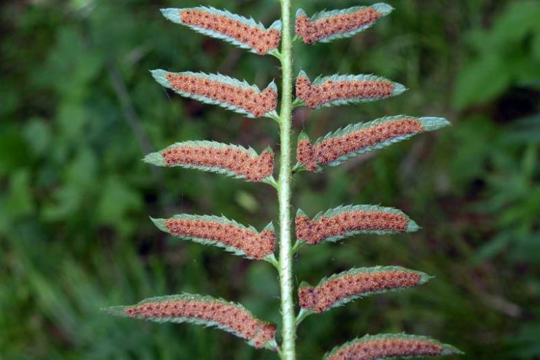 Polystichum acrostichoides,  Christmas Fern, Dagger Fern, Shade plants, shade perennial, plants for shade, Evergreen Fern