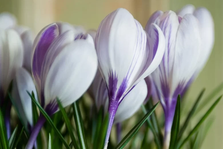 Crocus 'King of the Striped', Crocus vernus King of the Striped, Dutch crocus King of the Striped, Giant Dutch Crocus Pickwick, Spring Bulbs, Spring Flowers, early spring bulb