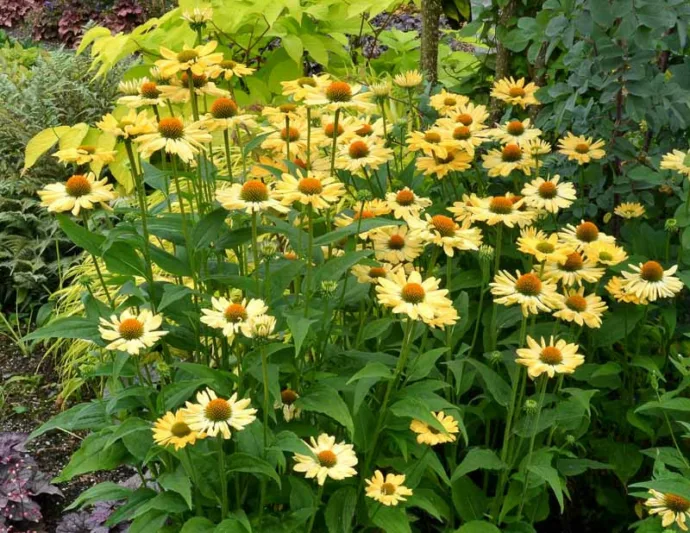 Echinacea Aloha, Aloha Echinacea, Coneflower 'Aloha', Yellow coneflower, Yellow coneflowers, Yellow Echinacea, Yellow Flowers, Yellow Perennials
