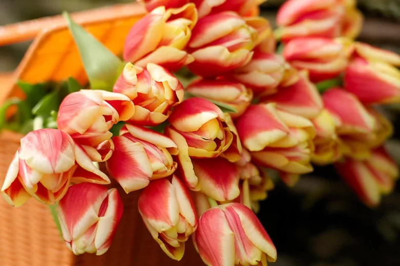 Tulipa 'Leen Van Der Mark',Tulip 'Leen Van Der Mark', Triumph Tulip 'Leen Van Der Mark', Triumph Tulips, Spring Bulbs, Spring Flowers, Red Tulip, Bicolor Tulip, Yellow Tulip