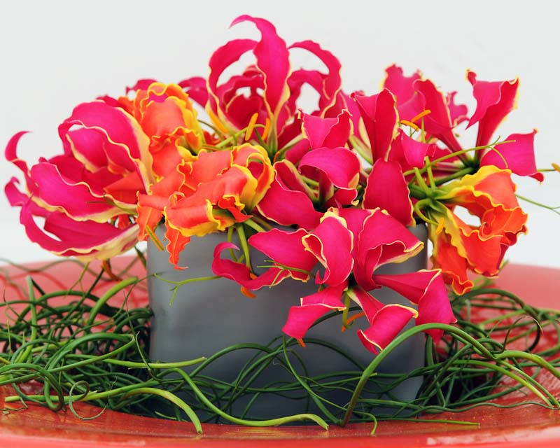 Gloriosa, Climbing Lily, FLame Lily, Glory Lily, Fire Lily, Gloriosa Lily, Superb Lily, Creeping Lily, Gloriosa superba