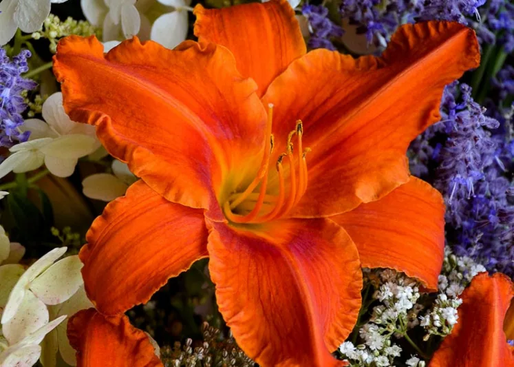 Hemerocallis Alabama Jubilee, Daylily Alabama Jubilee, Day Lily Alabama Jubilee, Alabama Jubilee Daylily, daylilies, Daylily, Day Lilies, Red flowers, Red day lily, Red Daylily, Midseason Daylilies