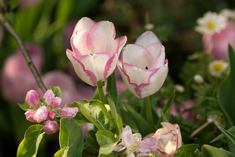 Tulipa 'Del Piero',Tulip 'Del Piero', Triumph Tulip 'Del Piero', Triumph Tulips, Spring Bulbs, Spring Flowers, Pink Tulip, Bicolor Tulip, White Tulip