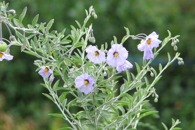 Solanum umbelliferum, Bluewitch Nightshade, Bluewitch, Barba De Chivo, purple flowers, Blue Flowers, California Native Plants, California Native Shrubs