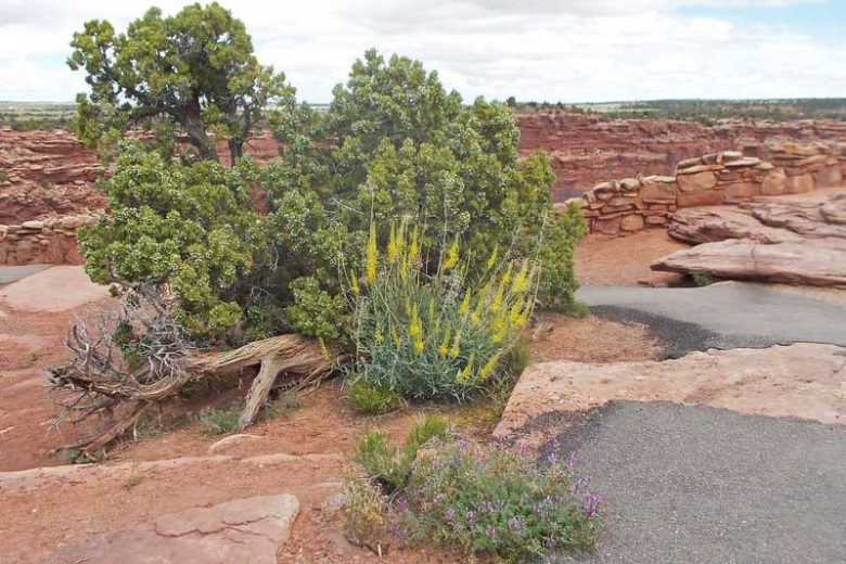 Stanleya pinnata,Prince's Plume, Desert Plume, Golden Plume, Sentinel of the Plains, Yellow flowers